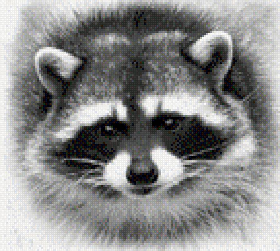 енот - предпросмотр