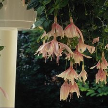 Схема вышивки «Цветы»