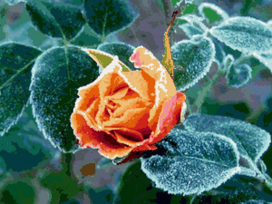 роза - розы, цветы - предпросмотр