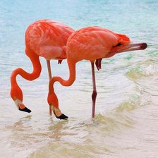 Схема вышивки «flamingo»