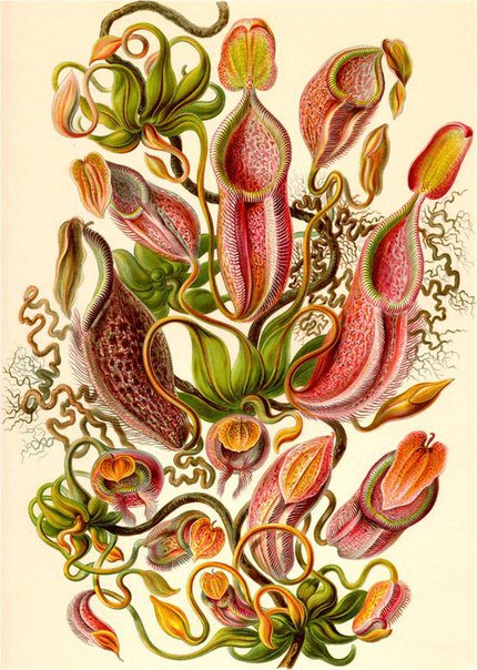 №799190 - фэнтези, букет, орнамент - оригинал