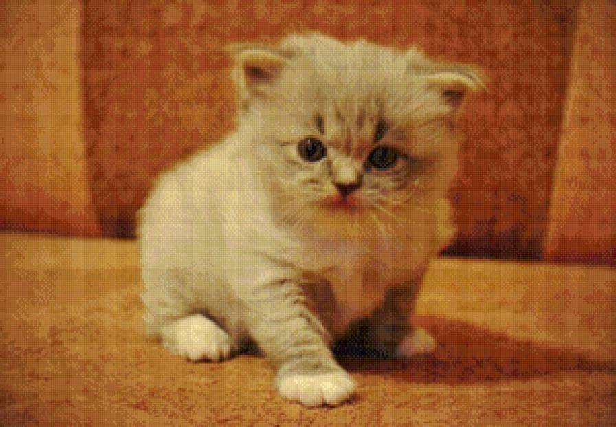 лапка - предпросмотр