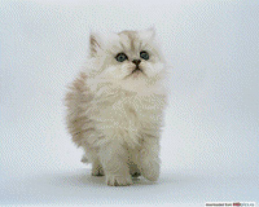 котёнок - котенок - предпросмотр