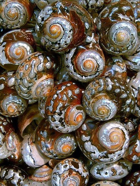 Ракушки - панно, море - оригинал