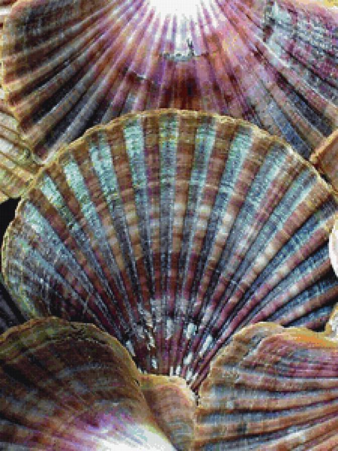 Ракушки - море, панно - предпросмотр