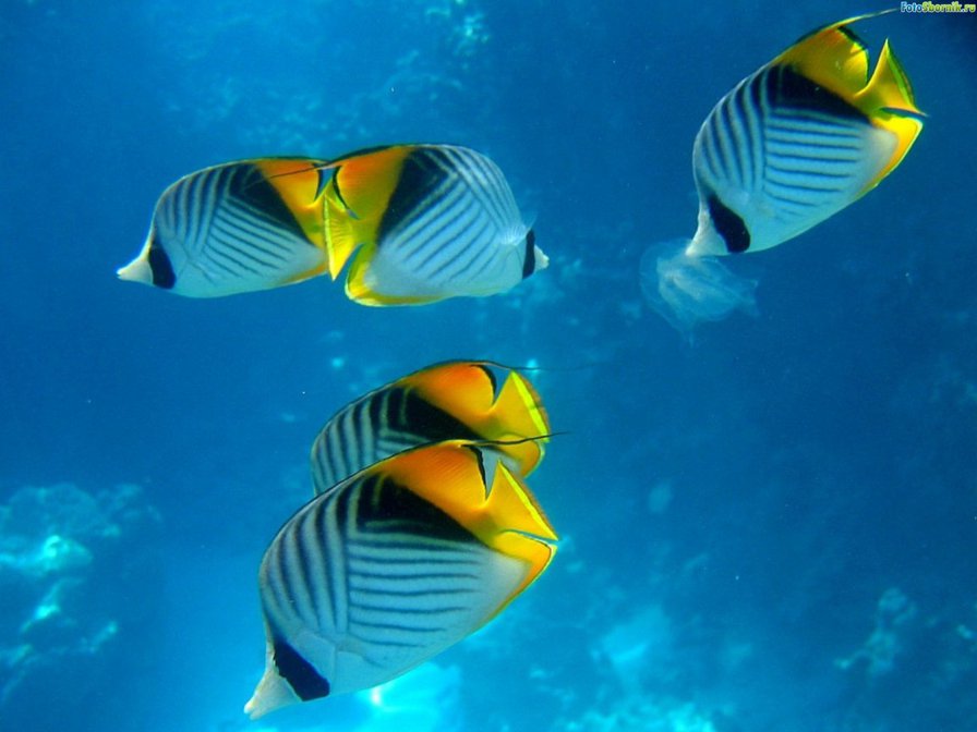 рыбы - оригинал