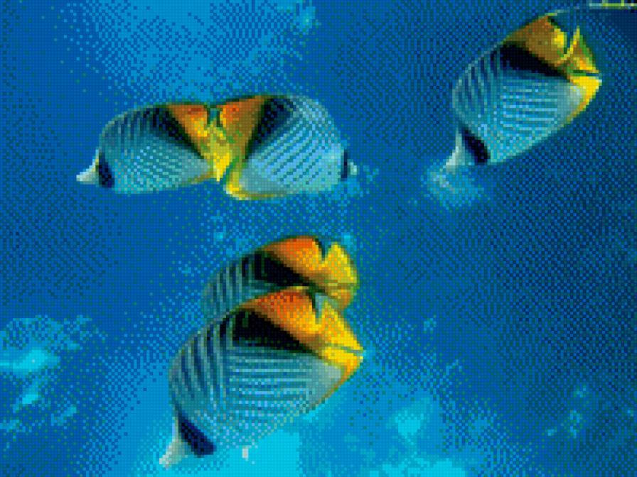 рыбы - предпросмотр