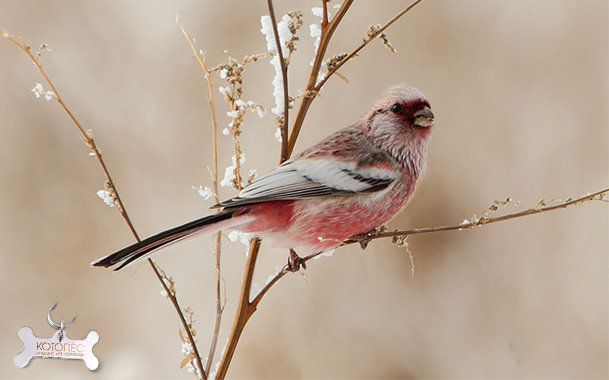 Птичка - оригинал