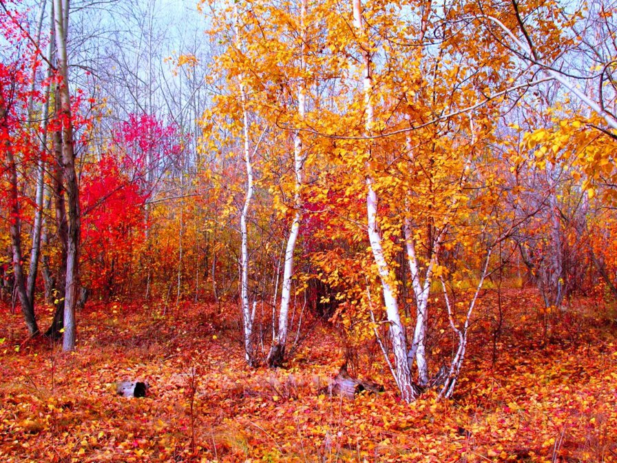 золото осени - осень, пейзаж, дерево, лес - оригинал