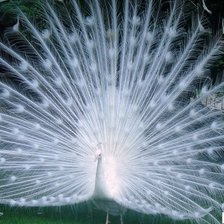 белый павлин 2