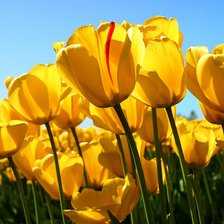 Схема вышивки «тюльпаны»