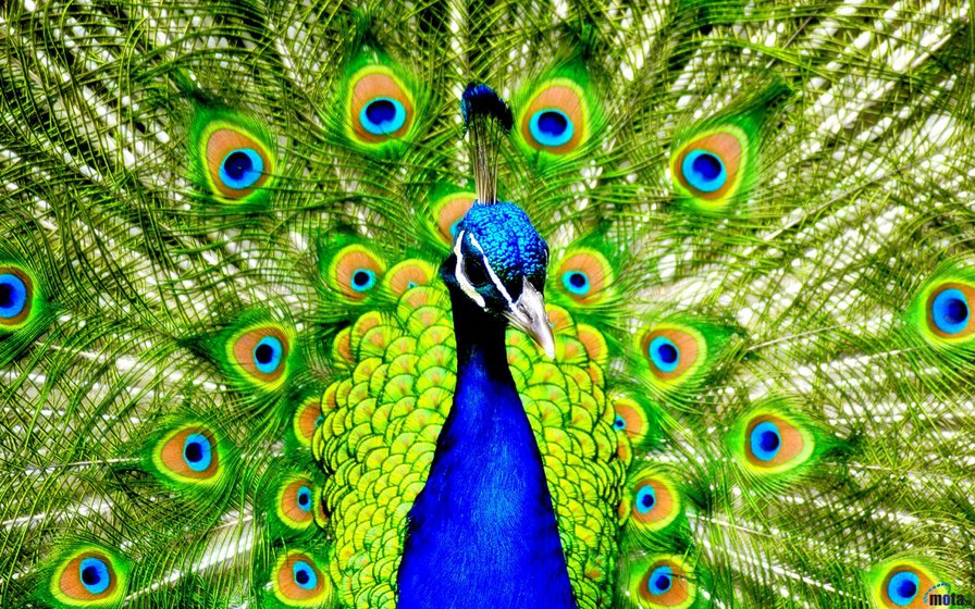 еще павлин - оригинал