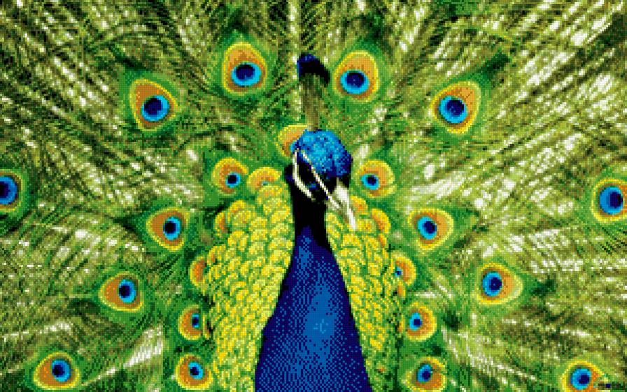 еще павлин - предпросмотр