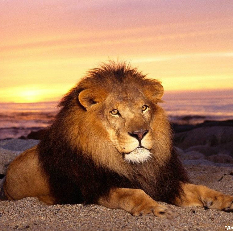 король лев - львы - оригинал