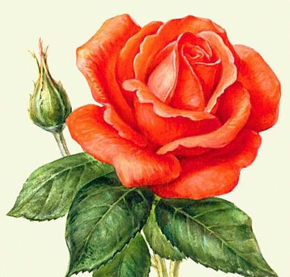 роза - оригинал