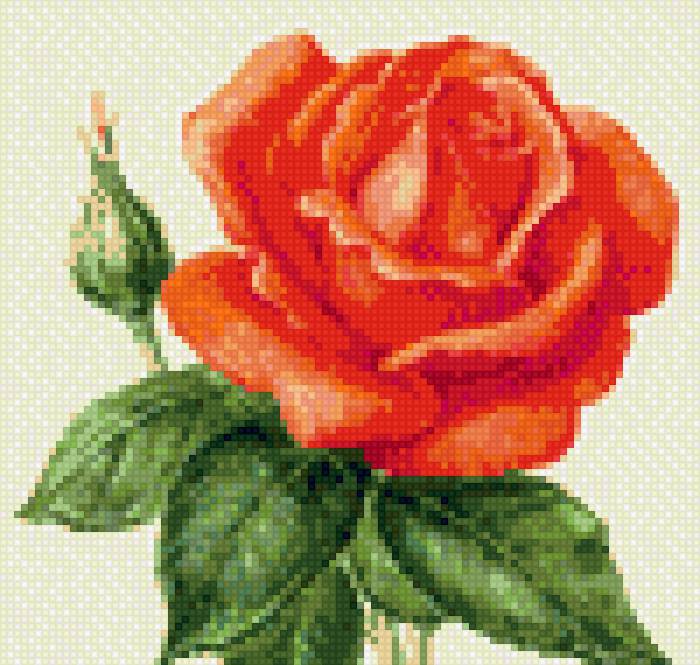 роза - предпросмотр