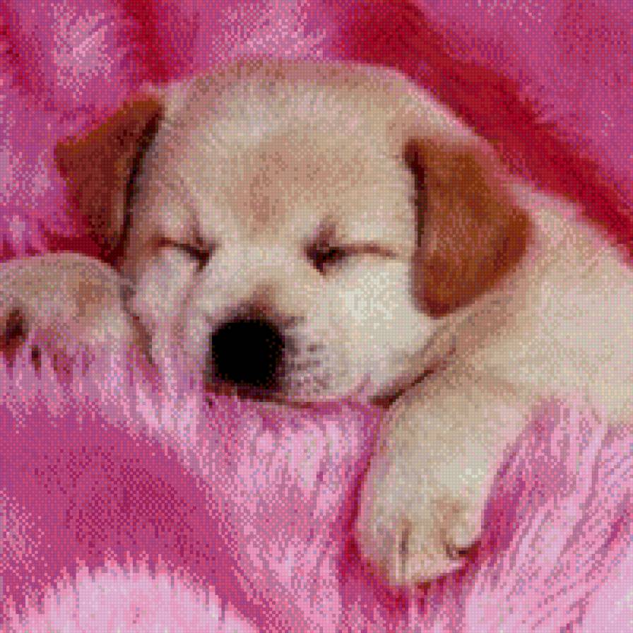 щеночек - собаки, порода, щенок - предпросмотр