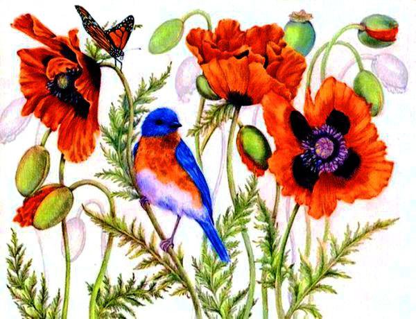 птица в маках - природа, бабочки, маки, цветы, птицы - оригинал