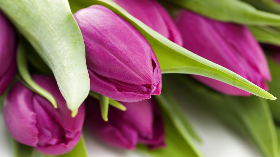 тюльпаны - оригинал