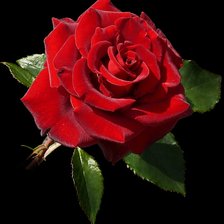 Шикарная роза красная.