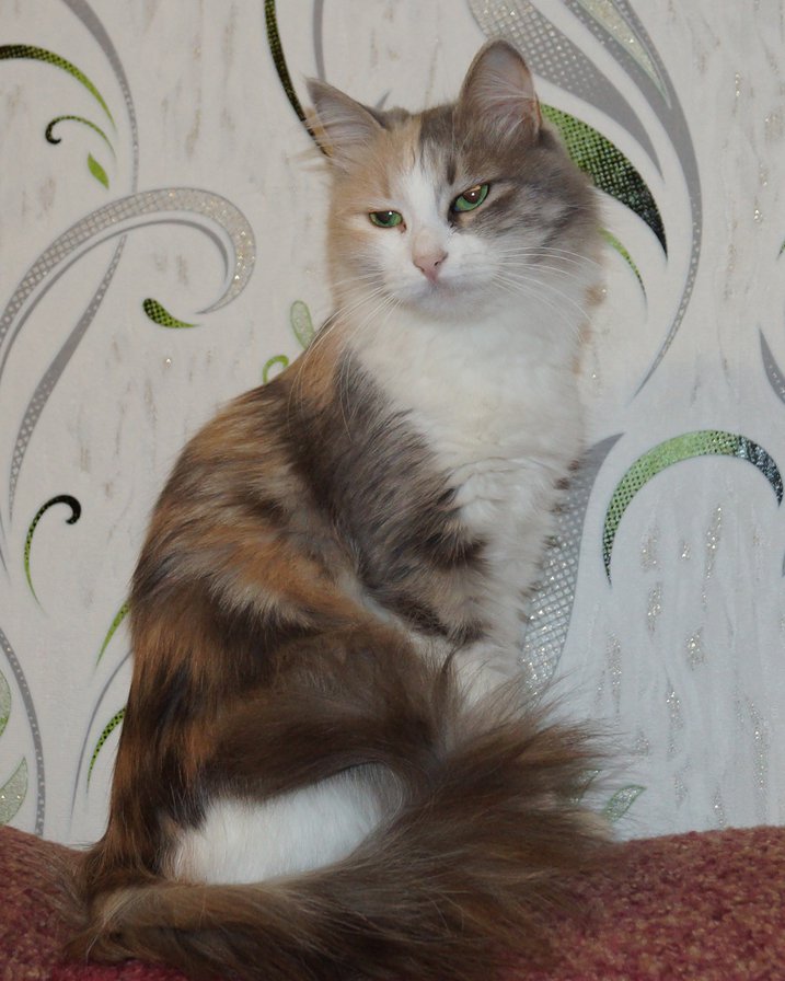 Кошка - оригинал