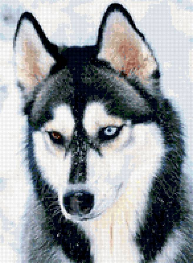 хаски - предпросмотр