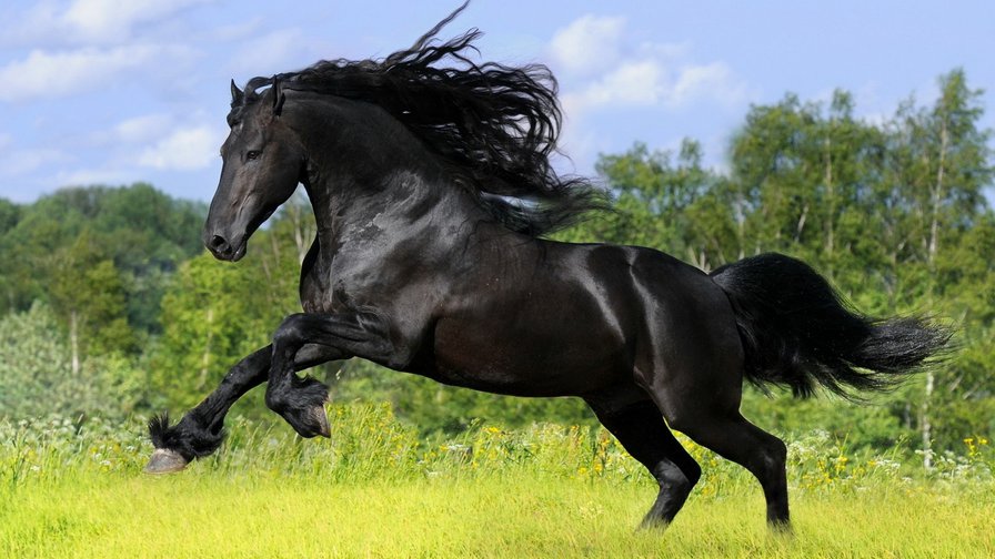 черная лошадь - оригинал