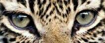 Схема вышивки «глаза ягуара»