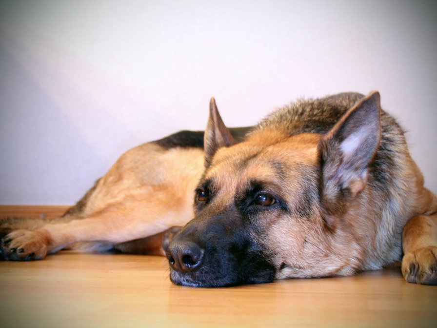 овчарка - собаки - оригинал