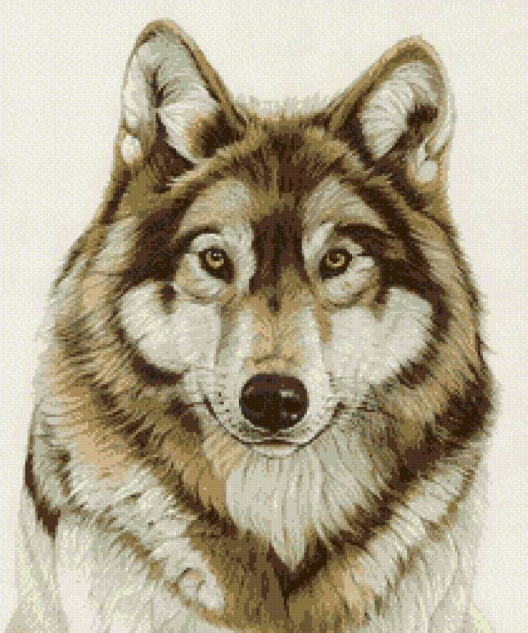 волк - волки - предпросмотр