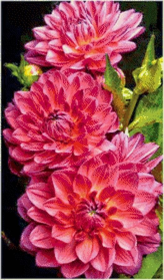 Георгины - цветы, георгины, букет - предпросмотр