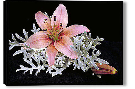 лилия - оригинал