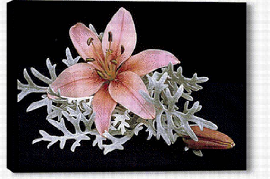 лилия - предпросмотр