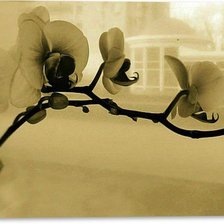 Оригинал схемы вышивки «орхидея» (№801226)