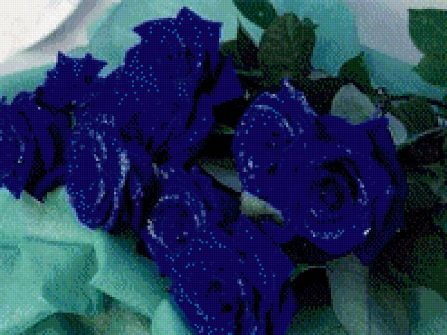 розы - розы, цветы - предпросмотр