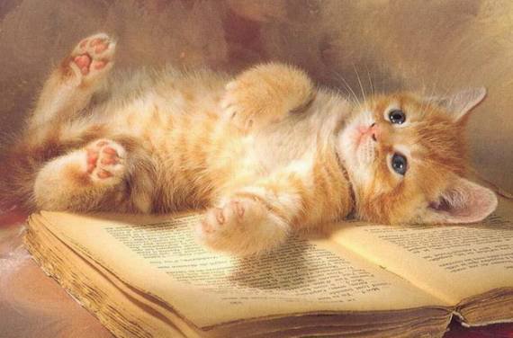 котенок - кошки, книга, животные - оригинал