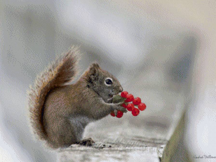 белочка - животные - предпросмотр