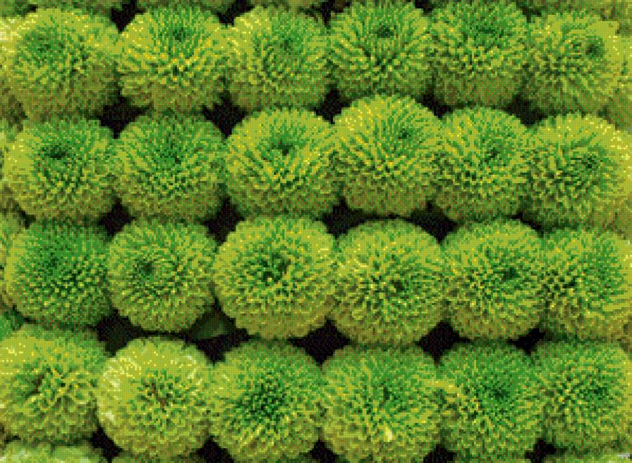 Цветы - предпросмотр