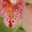 Предпросмотр схемы вышивки «Орхидеи» (№801652)