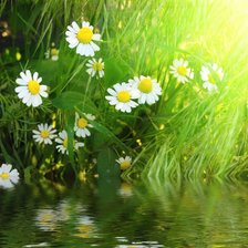 Схема вышивки «Ромашки»