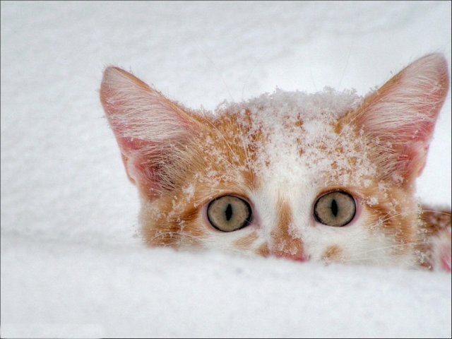 котяра - кошка, снег, животные, зима - оригинал