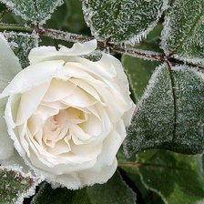 роза на снегу