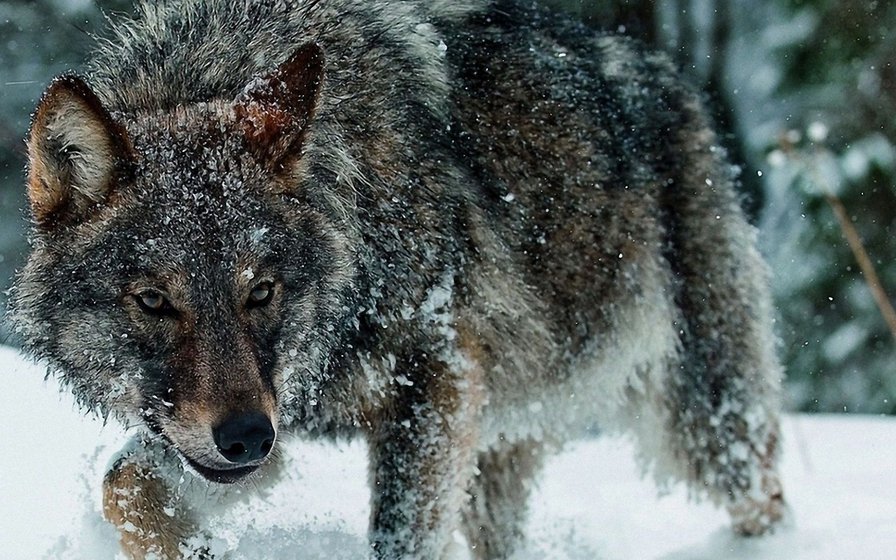 волк - зима, снег, лес, животные, волк - оригинал