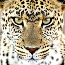 Схема вышивки «Взгляд»