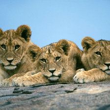 Схема вышивки «Три львенка»