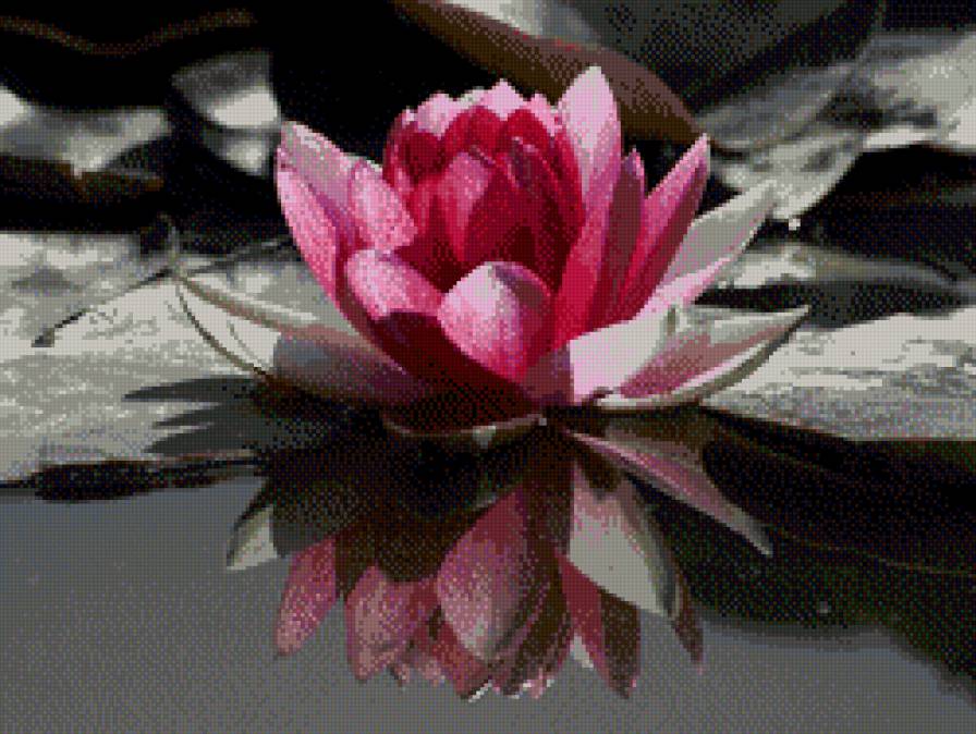 водная лилия - лилия, цветок - предпросмотр