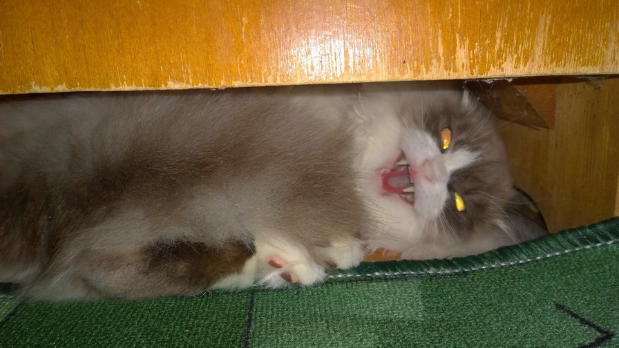 Злюка - оригинал