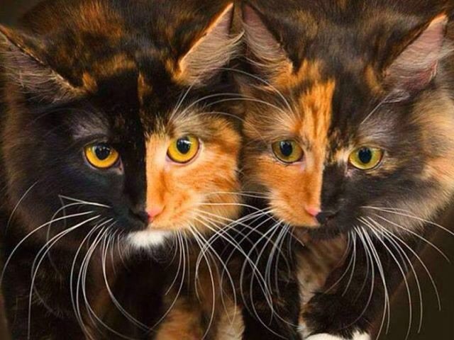 Братья из ларца - оригинал