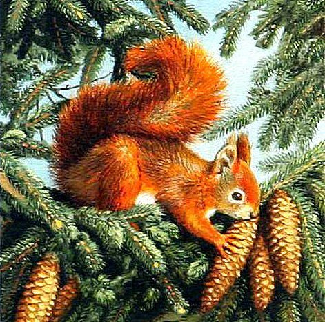 белочка - белка, ель - оригинал