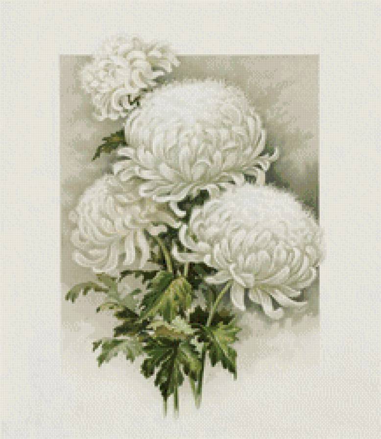 Белоснежные хризантемы - хризантемы, цветы - предпросмотр